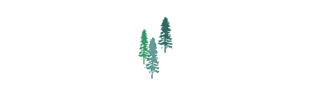 Spruce Forest